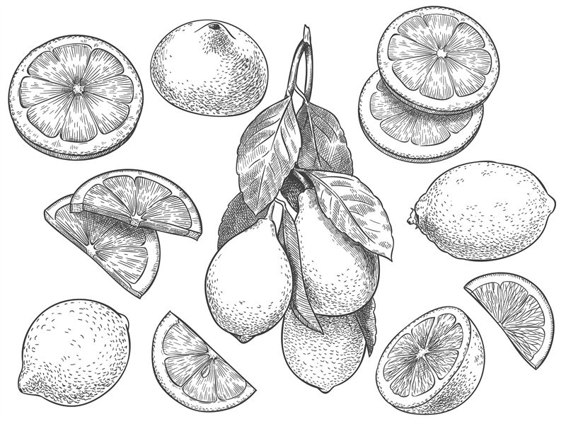 Lemon sketch set stock vector. Illustration of contour - 227632696