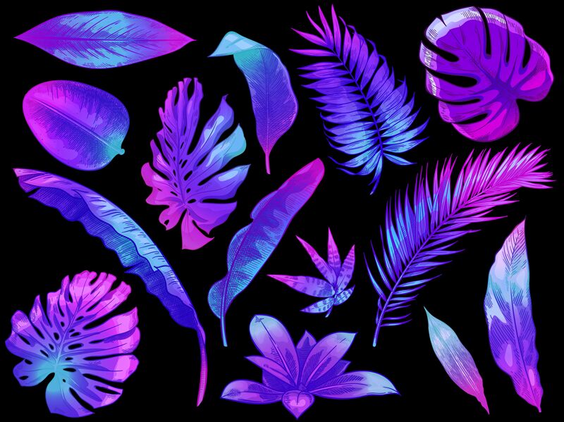 Neon Tropical Leaves Color Exotic Tree And Plant Leaf Colorful Palm