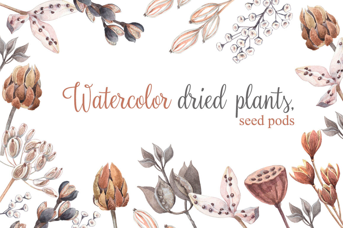 Watercolor dried plants,seed pods. By Yulia Sukhanova