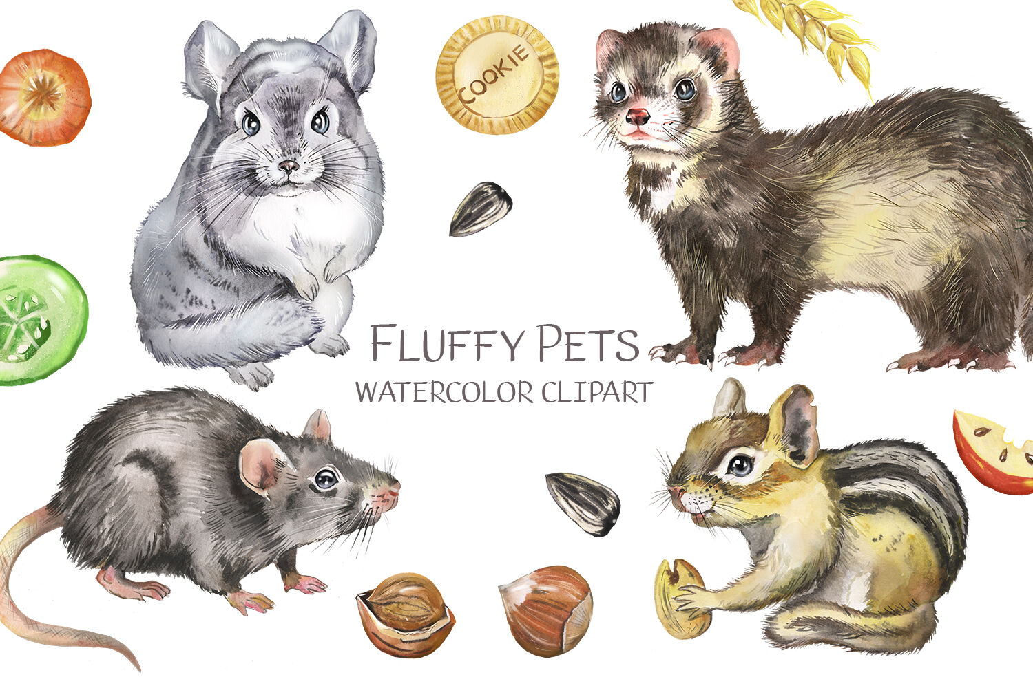 Pet Animal Clipart. Pictures with animals. Rodents Chinchilla, ferret By  Evgeniia Grebneva Painting | TheHungryJPEG