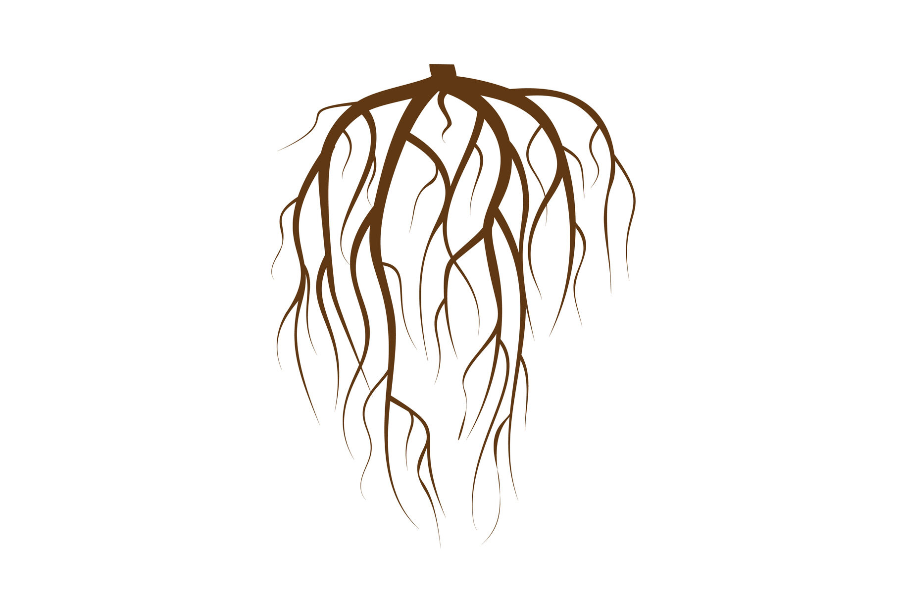 tree roots underground drawing