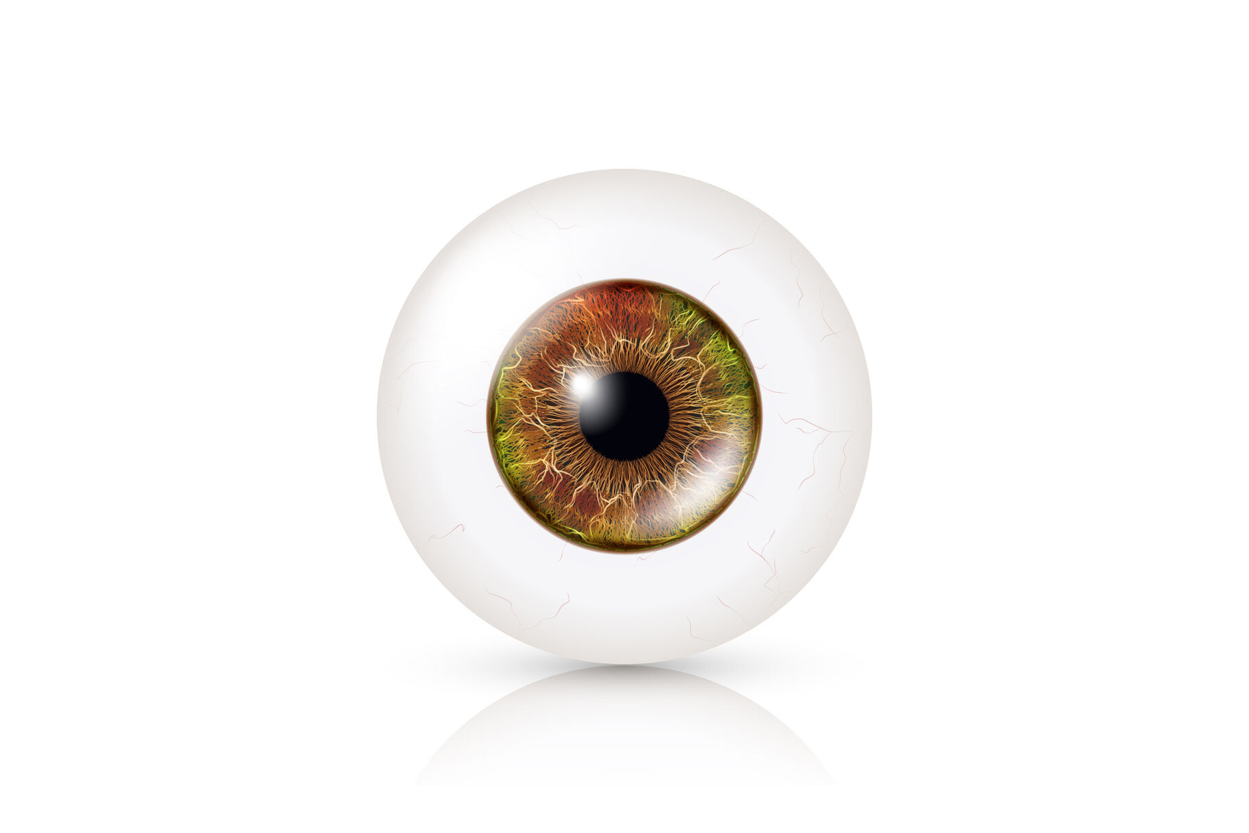 Realistic Detailed Human Eyeball. Vector Illustration By