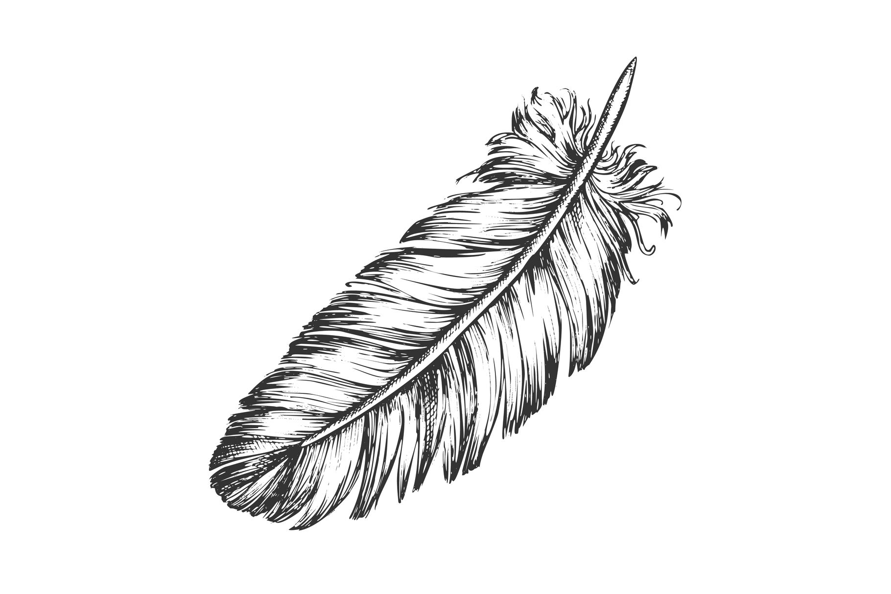 Lost Bird Outer Element Feather Sketch Vector By Pikepicture ...