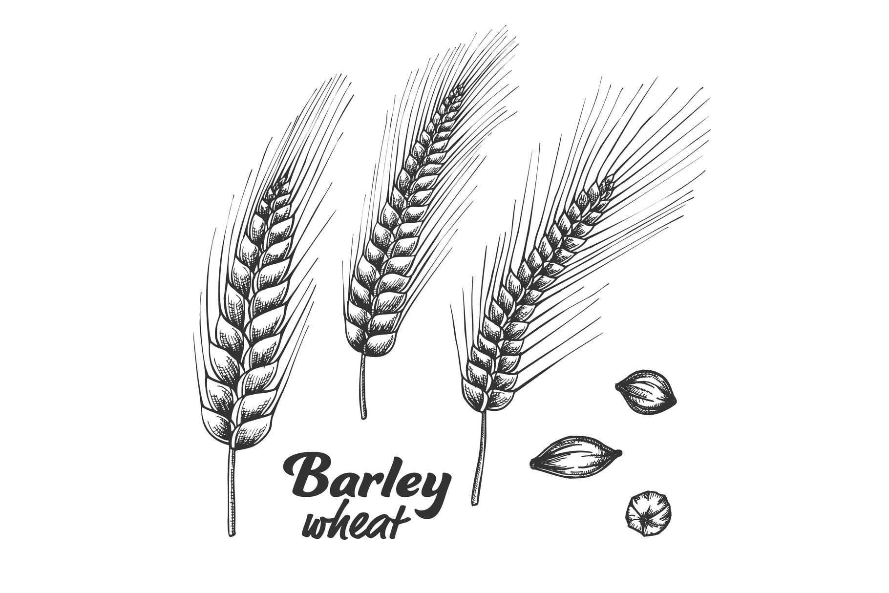 Designed Barley Wheat Spike And Seed Set Vector By Pikepicture Thehungryjpeg Com