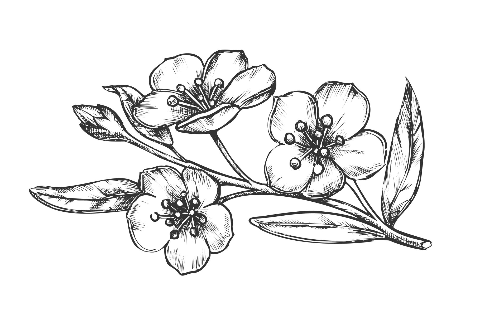 Sakura Oriental Fruit Garden Tree Vintage Vector By Pikepicture Thehungryjpeg Com