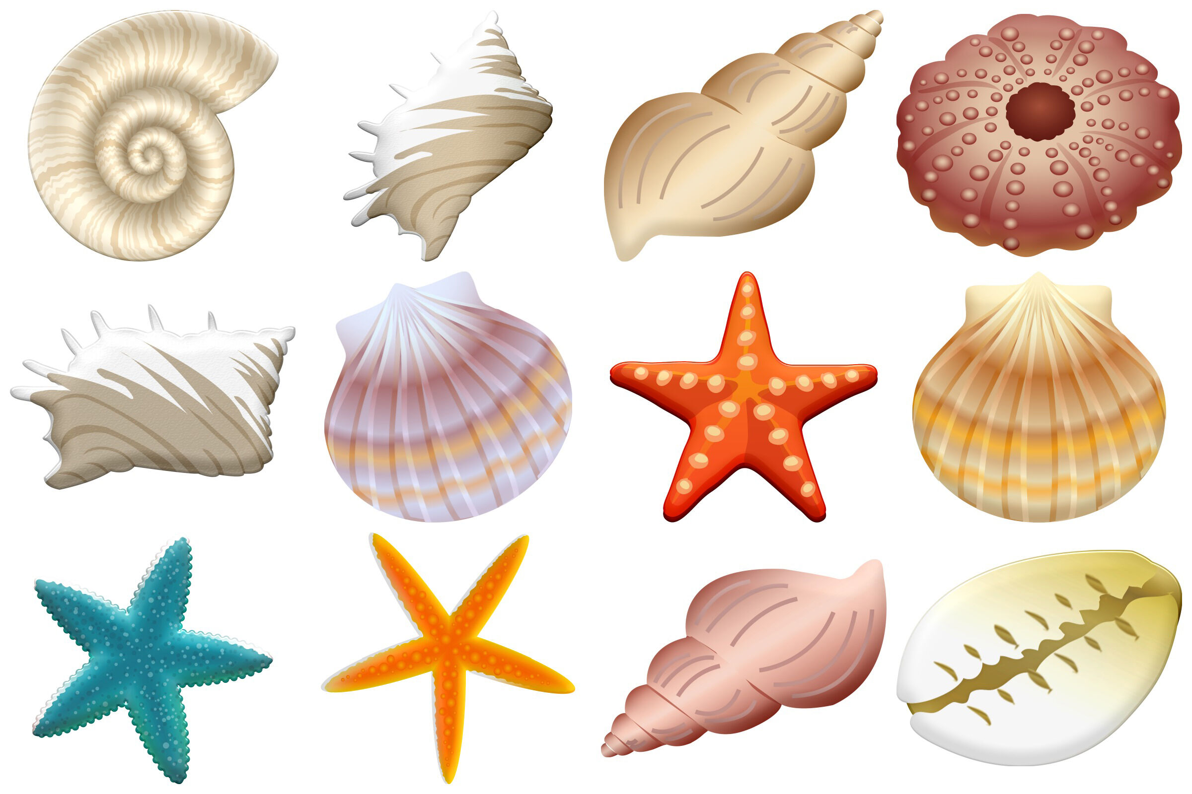 clip art sea shells