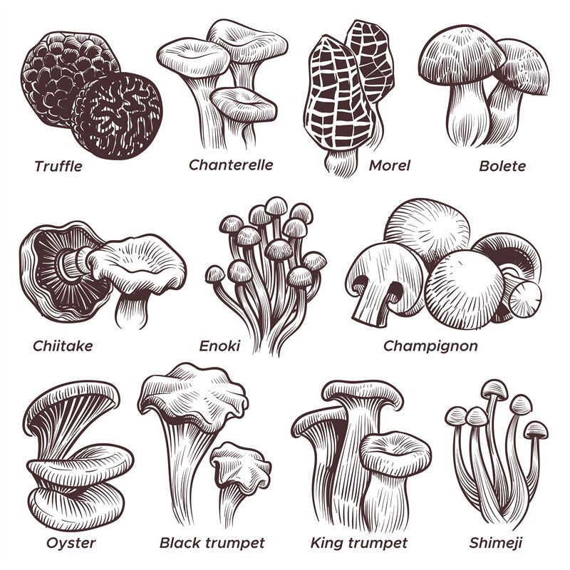 Sketch Mushrooms Hand Drawn Various Mushroom Morel Truffle And Cham By Yummybuum Thehungryjpeg