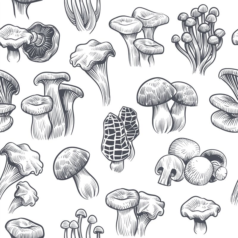 Mushroom Seamless Pattern Sketch Various Mushrooms Truffle And Champi By Yummybuum Thehungryjpeg Com