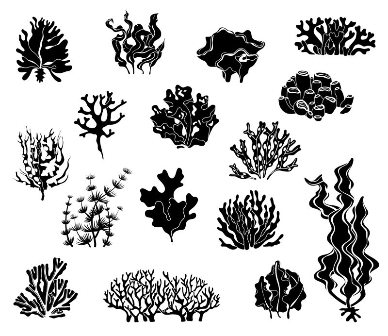 Seaweed silhouettes. Black icons of coral elements and underwater wild