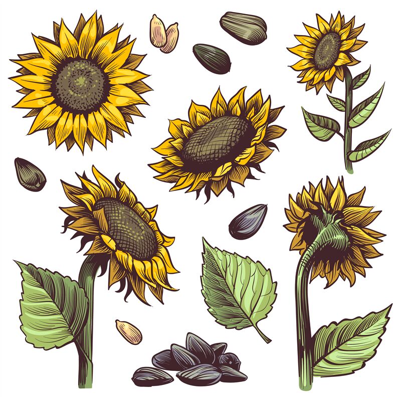 Download Download Svg Images Of Sunflowers for Cricut, Silhouette ...