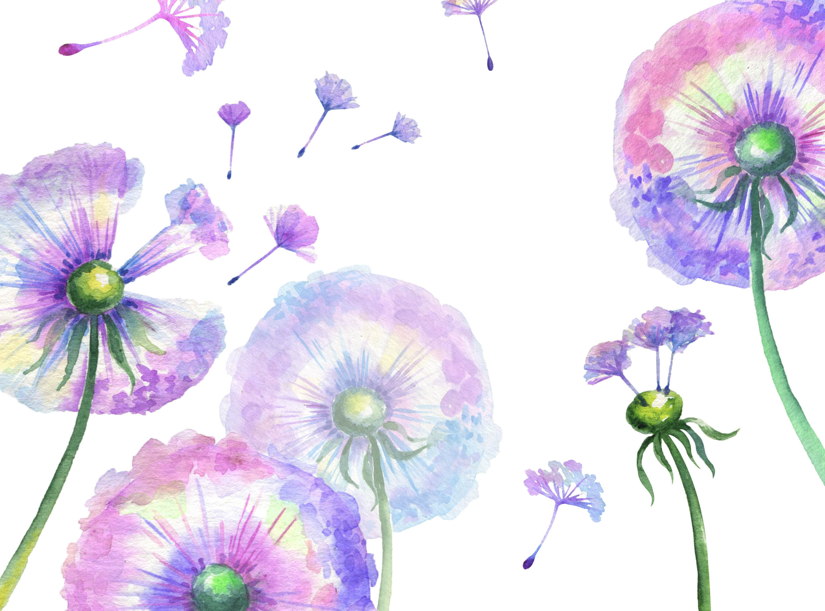 Watercolor Dandelions Clipart Dandelion Clip Art Leaves Flowers Png By ...