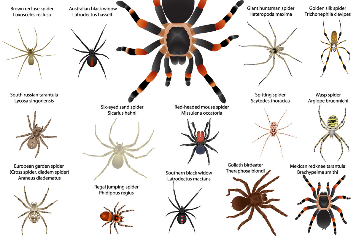 Spiders Colour By Viktoria1703 TheHungryJPEG