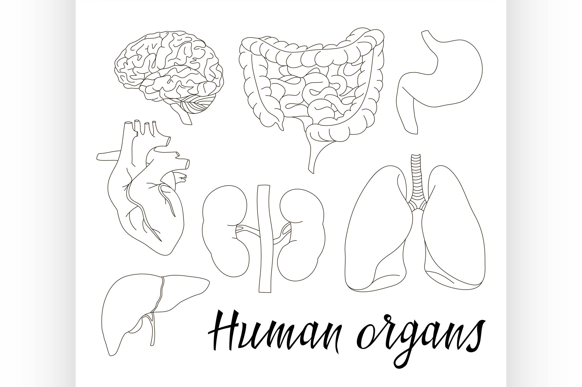 Different human organs set By Netkoff | TheHungryJPEG