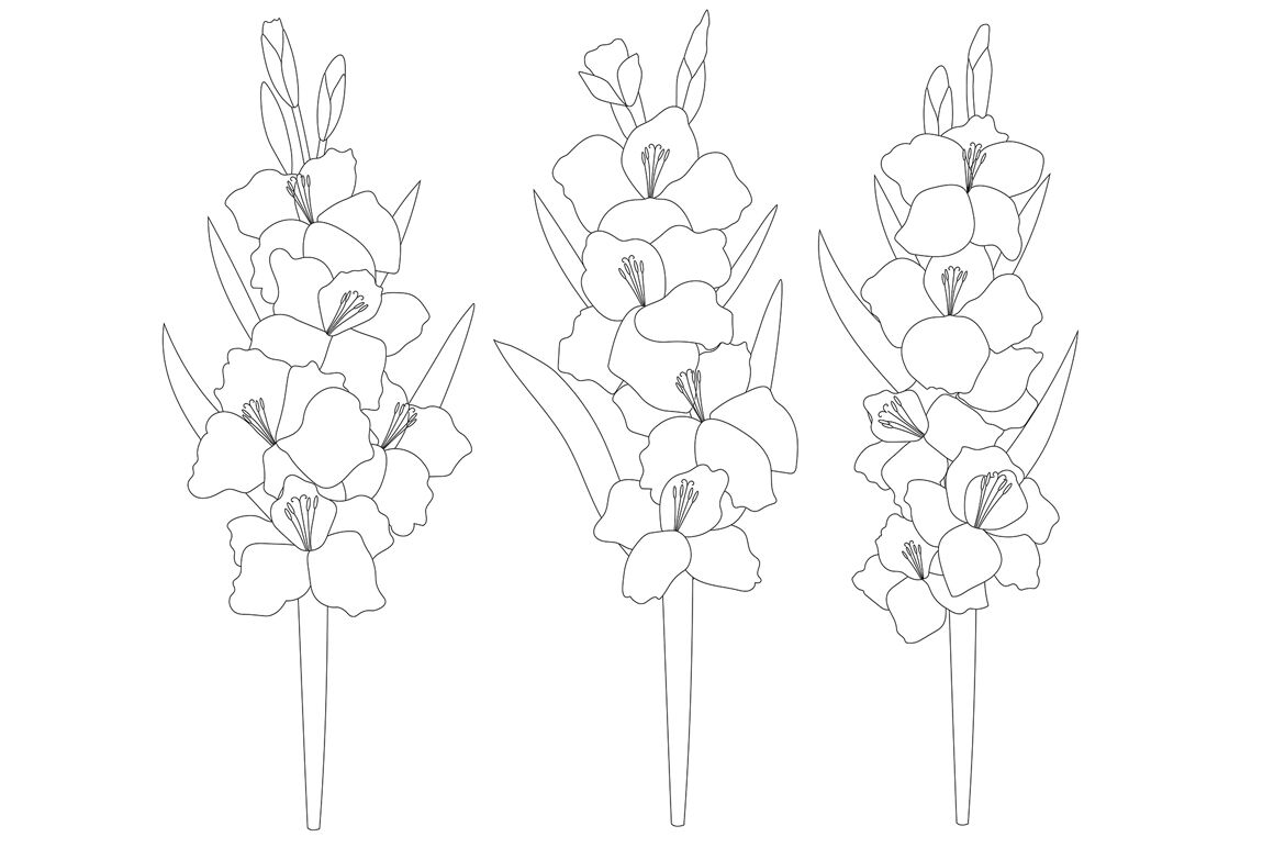 Set Gladiolus Flowers Vector By Irinashishkova Thehungryjpeg Com