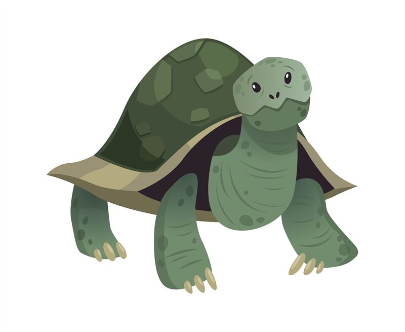 tortoise vector