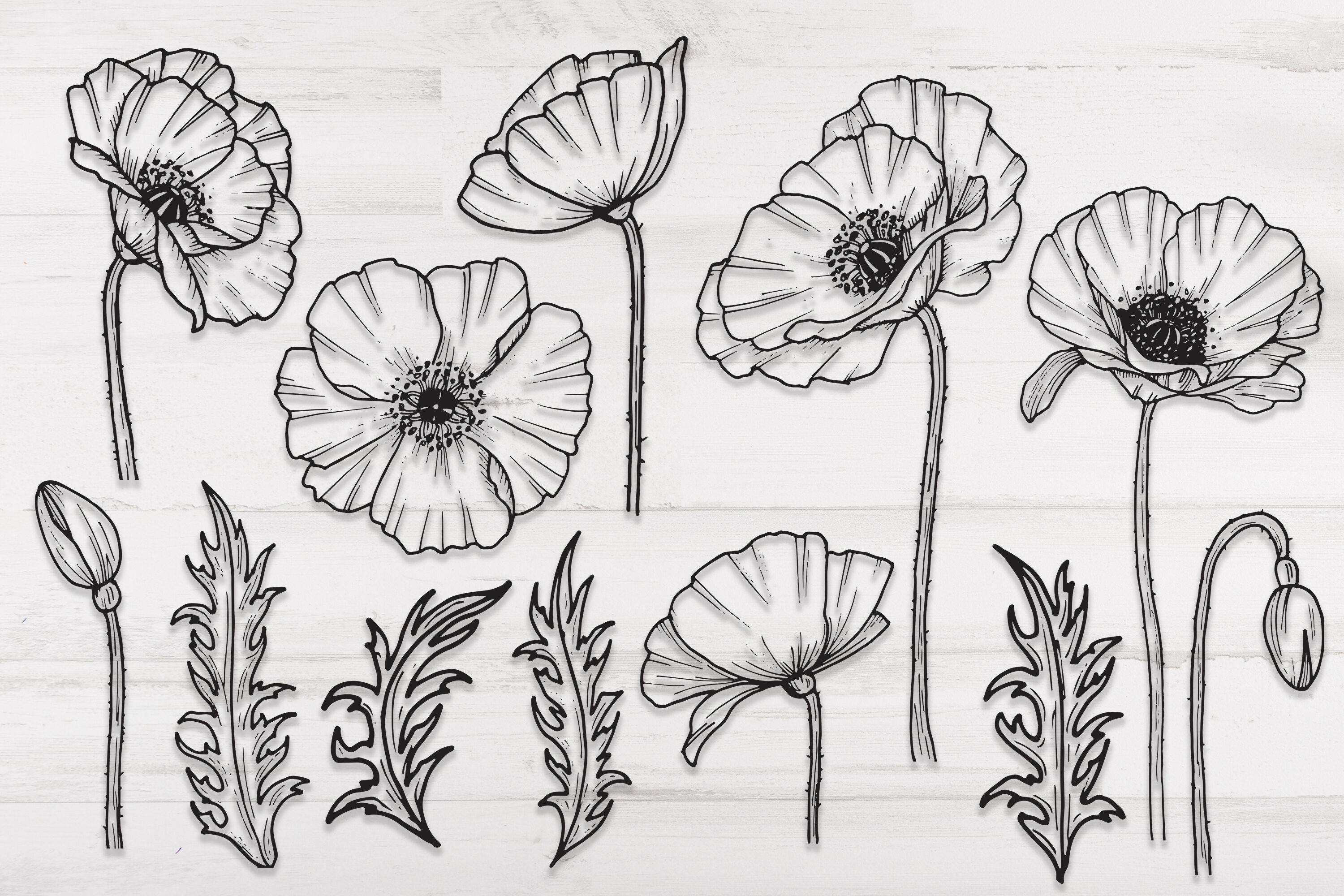 Download Poppy flowers and leaves SVG, PNG. Hand drawn doodle ...