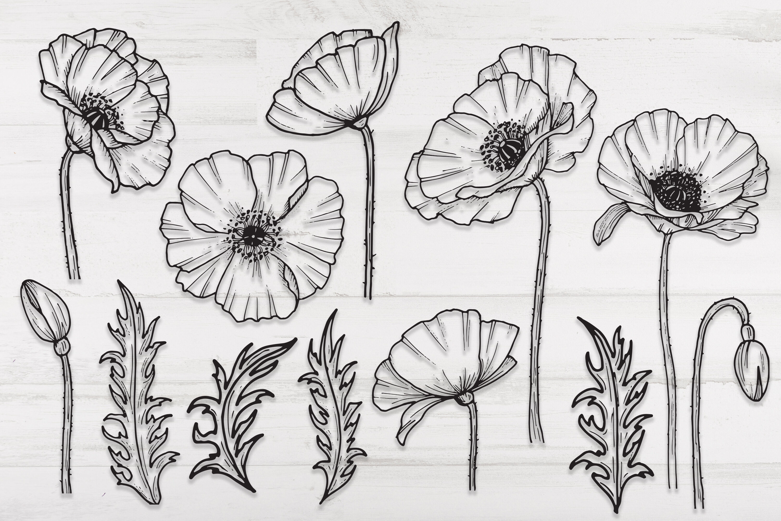 Download Poppy flowers and leaves SVG, PNG. Hand drawn doodle flowers By Dervik_art | TheHungryJPEG.com