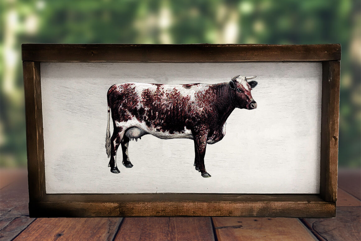 Cow Clipart Shorthorn By Enliven Designs | TheHungryJPEG.com