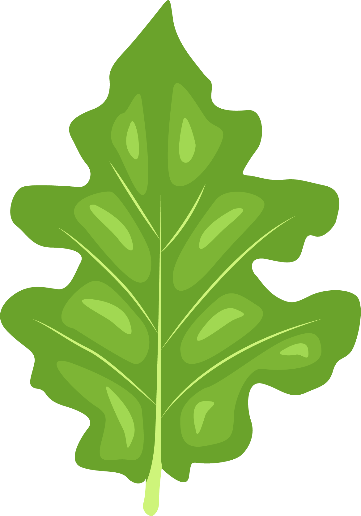 File:Little leaf of brinjal.jpg - Wikimedia Commons