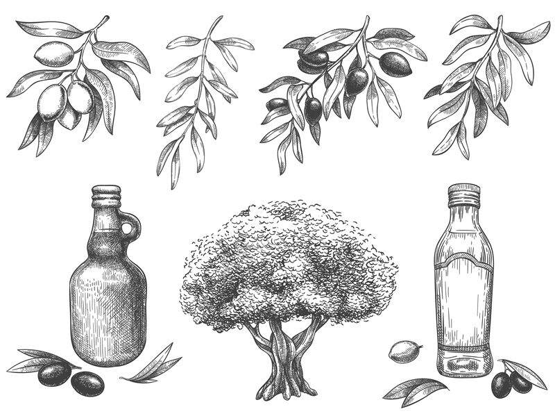 olive tree drawing