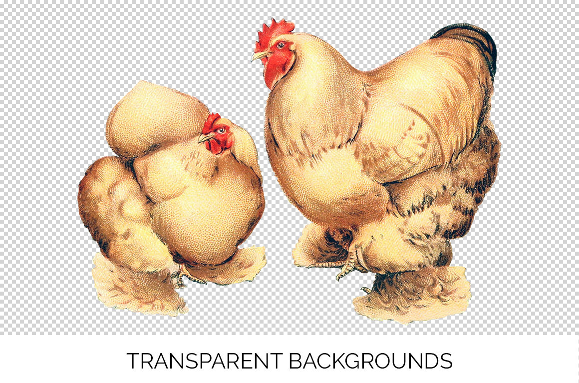 Brahma Chicken Png, Chicken Png, Brahma Chicken Sublimation Design