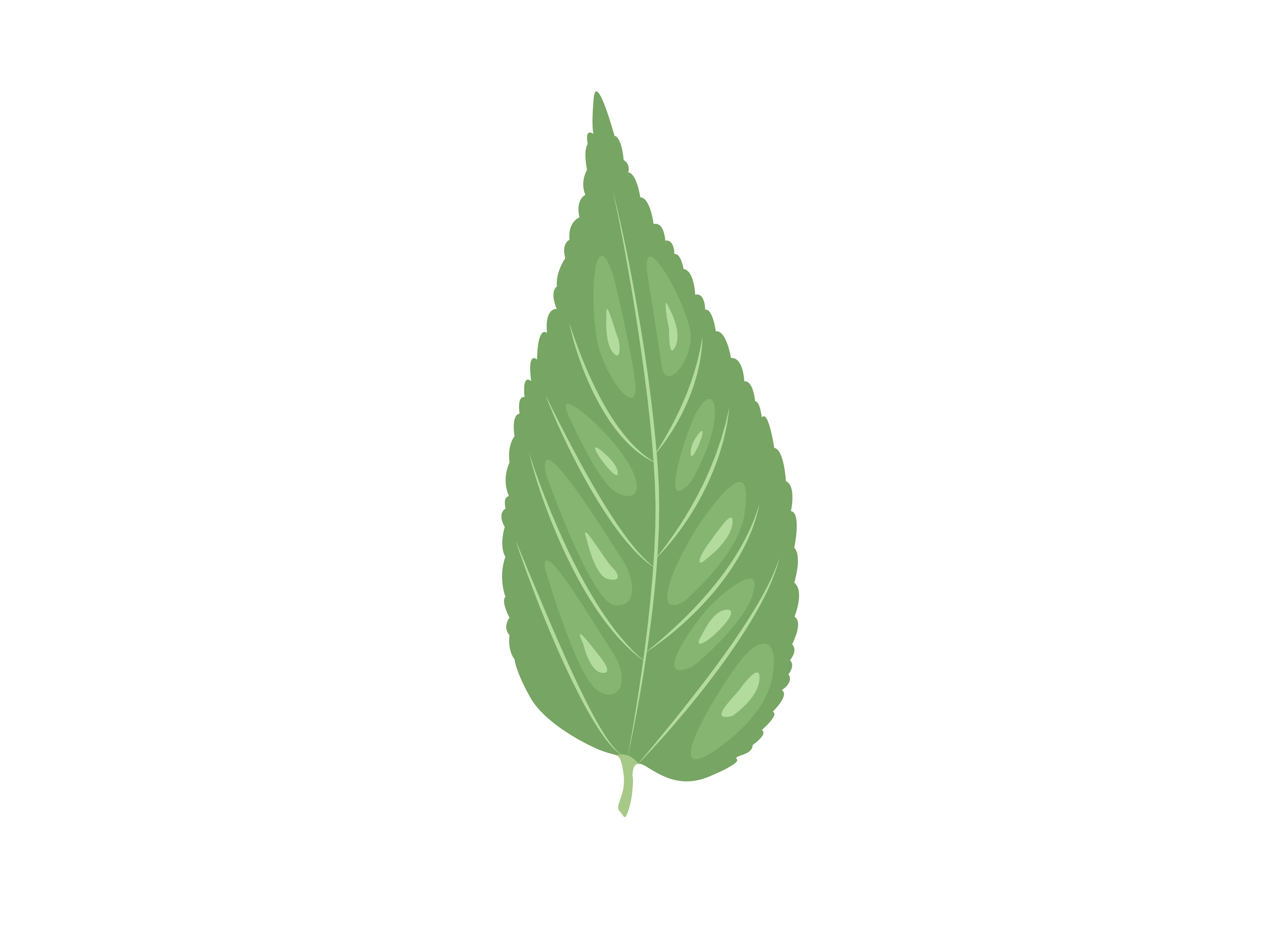 Hackberry Leaf By Red Sugar Design | TheHungryJPEG