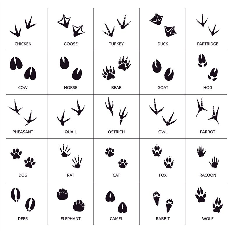 Animals Foot Marks Animal Footprint Animals Paw Silhouettes Bear C By Winwin Artlab Thehungryjpeg Com