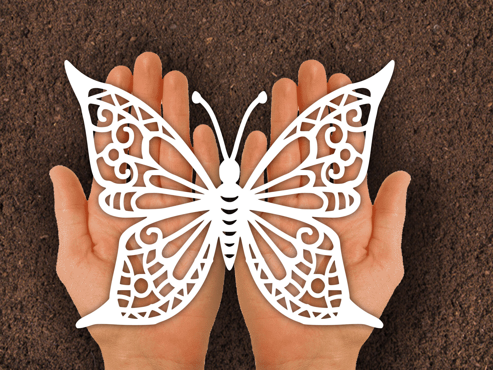 Paper cut Template / Butterfly By dxf store