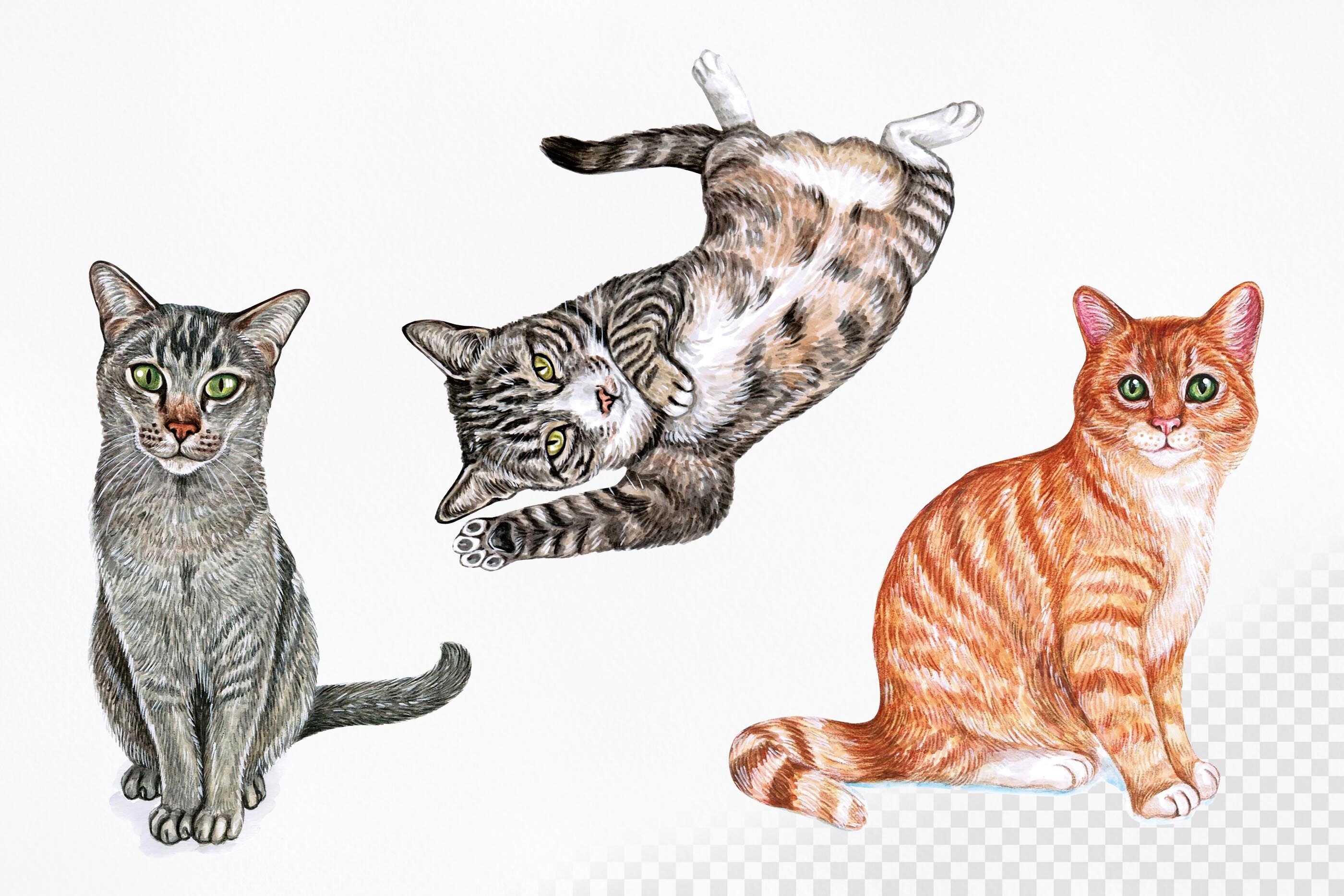 PART 3. Watercolor cat illustrations. Cute 12 cats. By Susik Shop