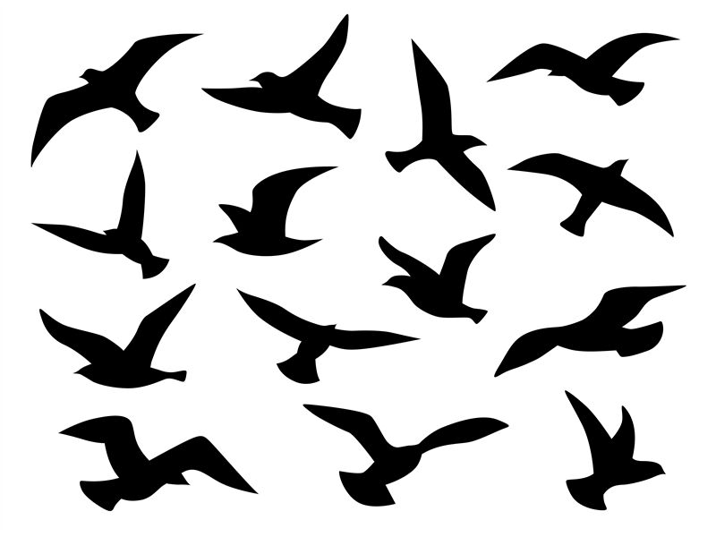 Sketch of a flying bird : r/birding-saigonsouth.com.vn
