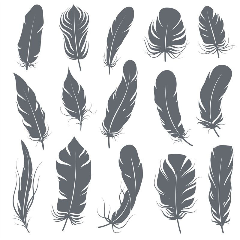 Feather silhouettes. Different feathering birds, graphic simple shapes ...