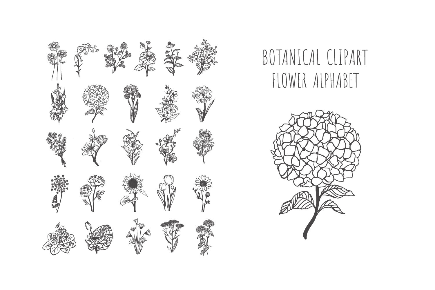 Download Hand Drawn Flower Clipart Botanical Flower Svg Fower Alphabet Clipar By Sashaauzashop Thehungryjpeg Com