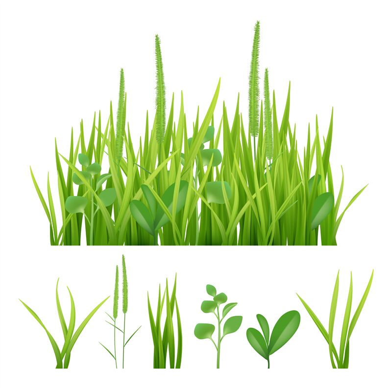 Green grass. Fresh garden elements nature vector pictures of herbs and ...