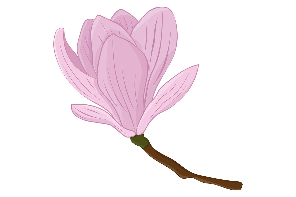 Free 178 Magnolia Flower Svg File Free SVG PNG EPS DXF File