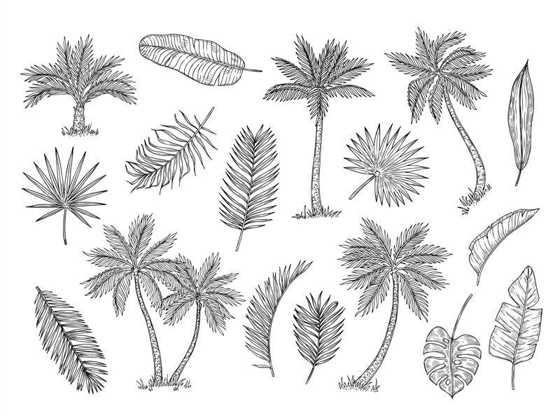 39,827 Palm Tree Doodle Images, Stock Photos, 3D objects, & Vectors |  Shutterstock