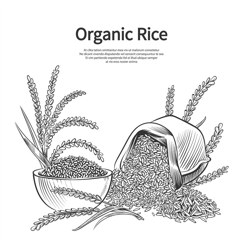 Hand drawn rice background. Rice sack, bowl and ears vector illustrati