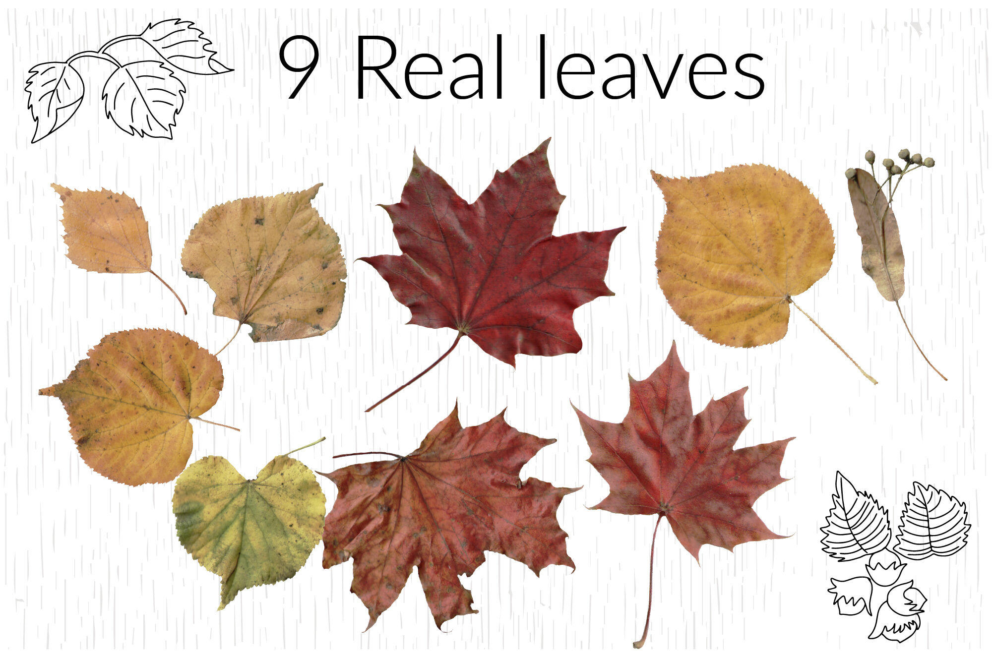 Download Autumn Leaf Svg Real Leaves Png Wooden Vector Texture By Lettersclipart Thehungryjpeg Com