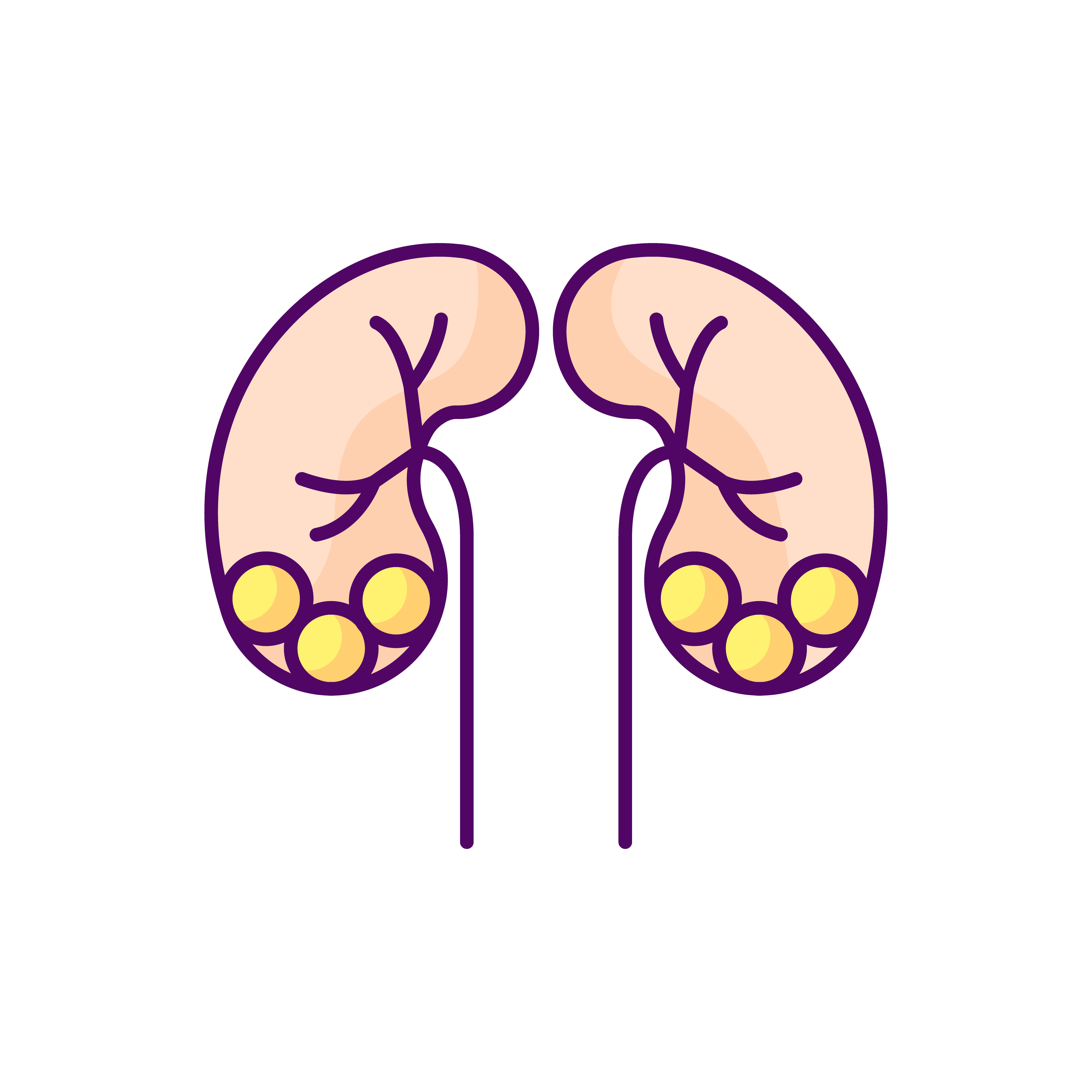 Kidney Diagram Photos, Images and Pictures