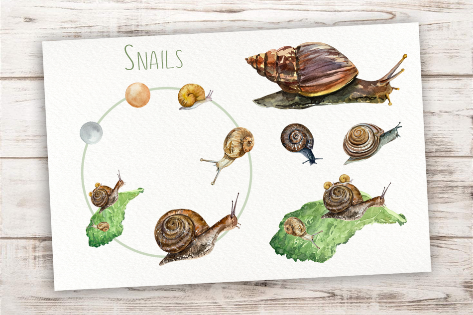 buy-life-cycle-of-a-snail-flashcards-snails-nature-flashcards-online-in