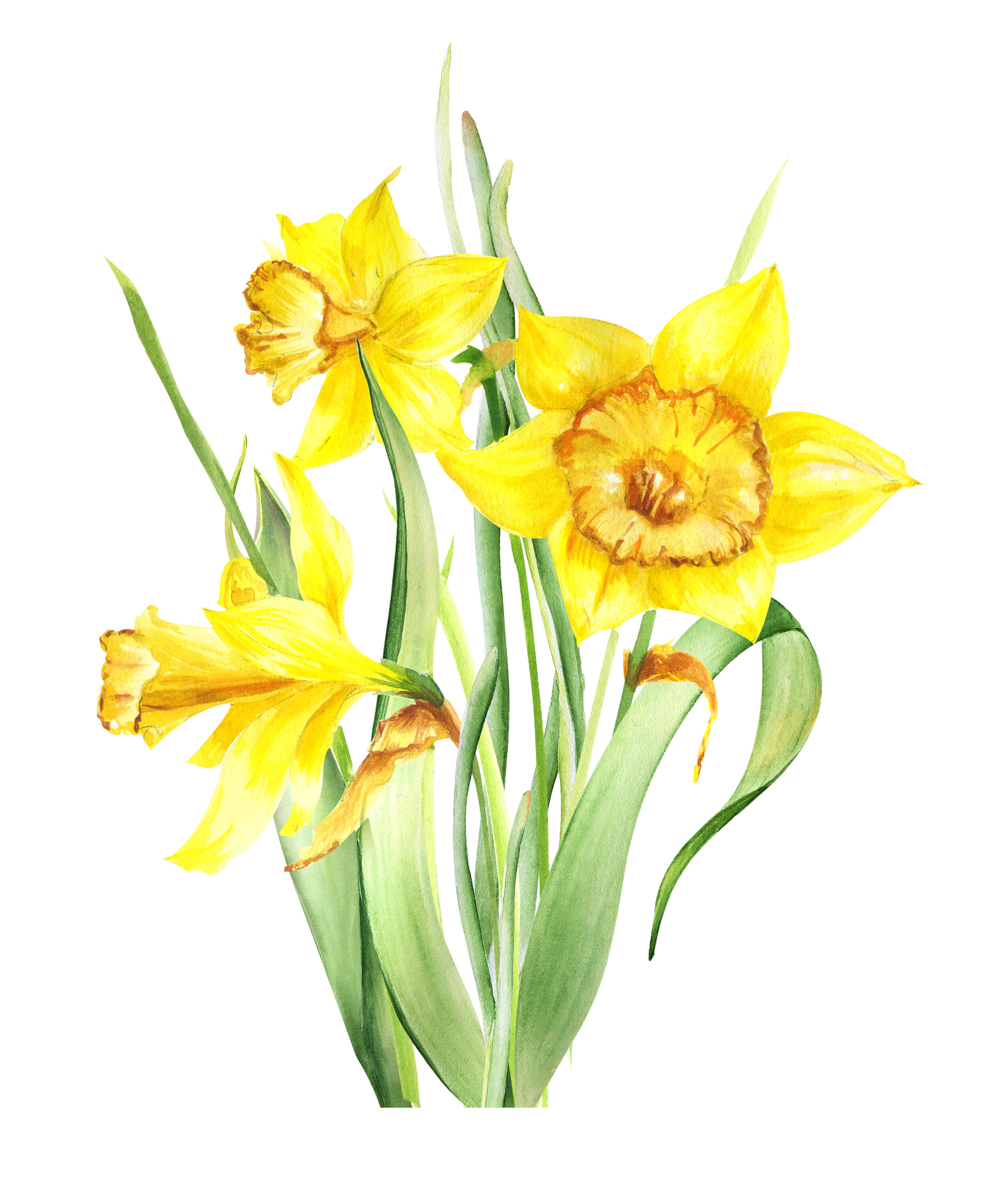 Watercolor Yellow Daffodil flowers clipart. Easter Clipart. Spring By ...