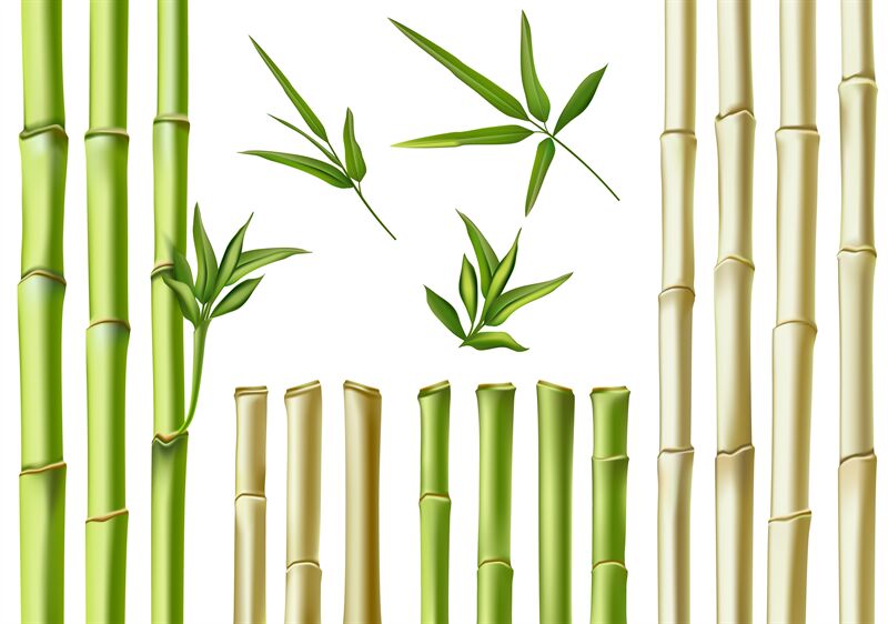 Realistic Bamboo Stick Brown And Green Tree Branch And Stems With