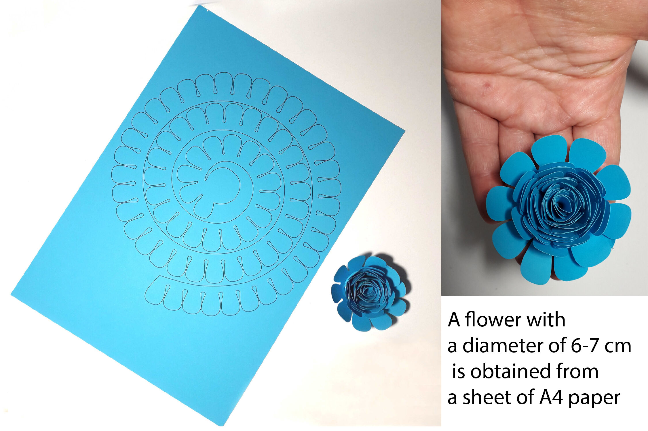 Download Rolled Paper Flower Templates Svg 3d Rose Svg By Julydigitalimages Thehungryjpeg Com