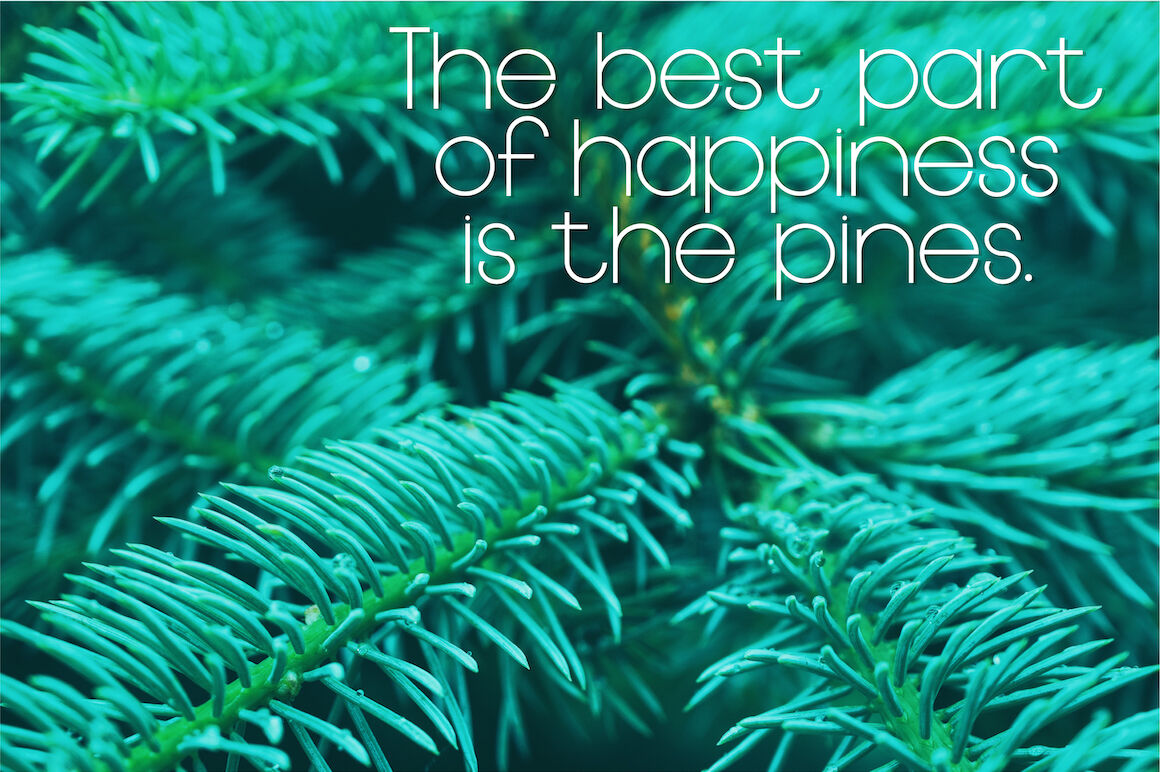 Pine Needles By Laine Sutherland Designs