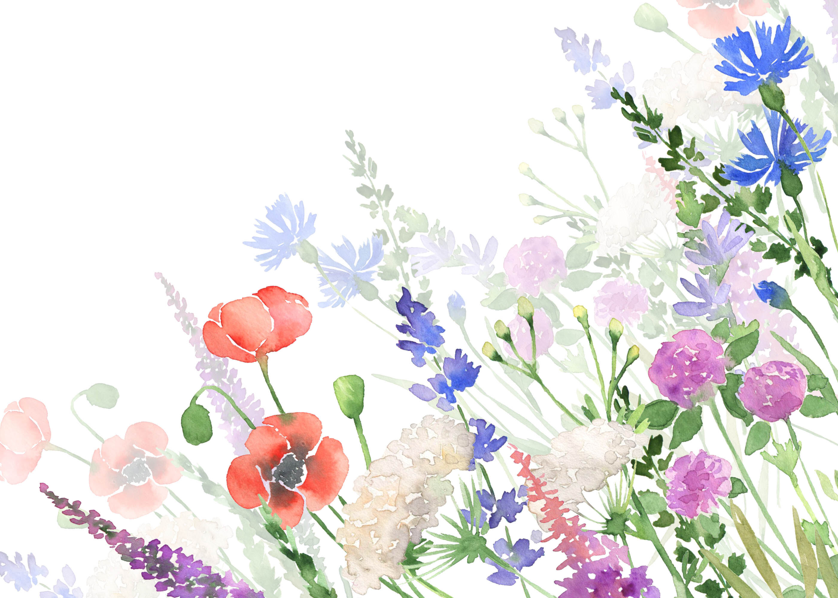 Watercolor Wildflowers Clipart Botanical Floral Files Flowers Clip Art
