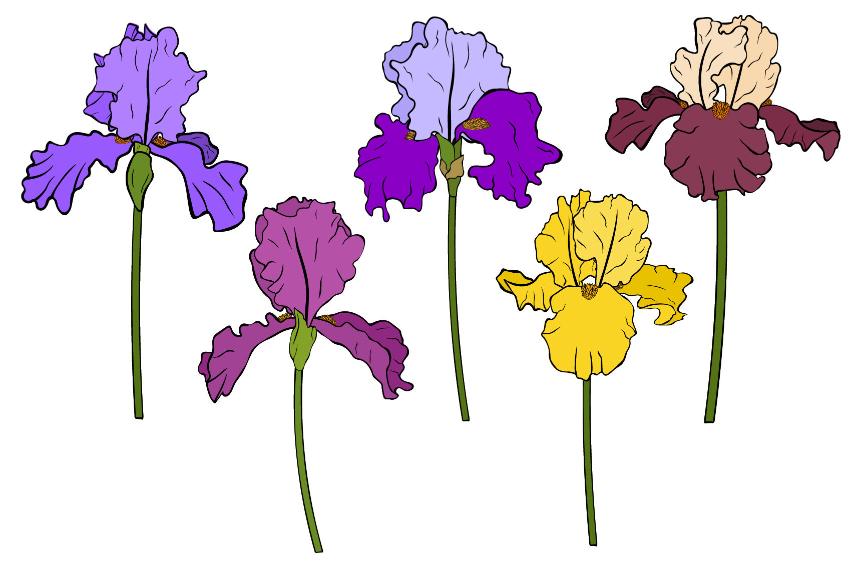 Download Irises Flowers Irises Vector Irises Svg Flowers Svg By Irinashishkova Thehungryjpeg Com