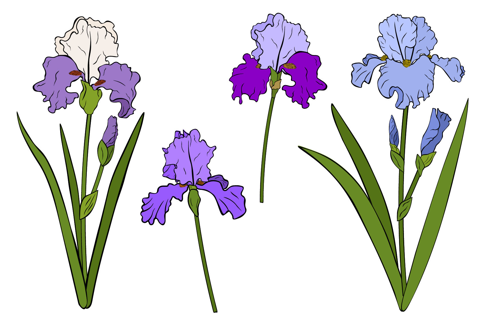 Irises flowers. Irises vector. Irises SVG. Flowers SVG By
