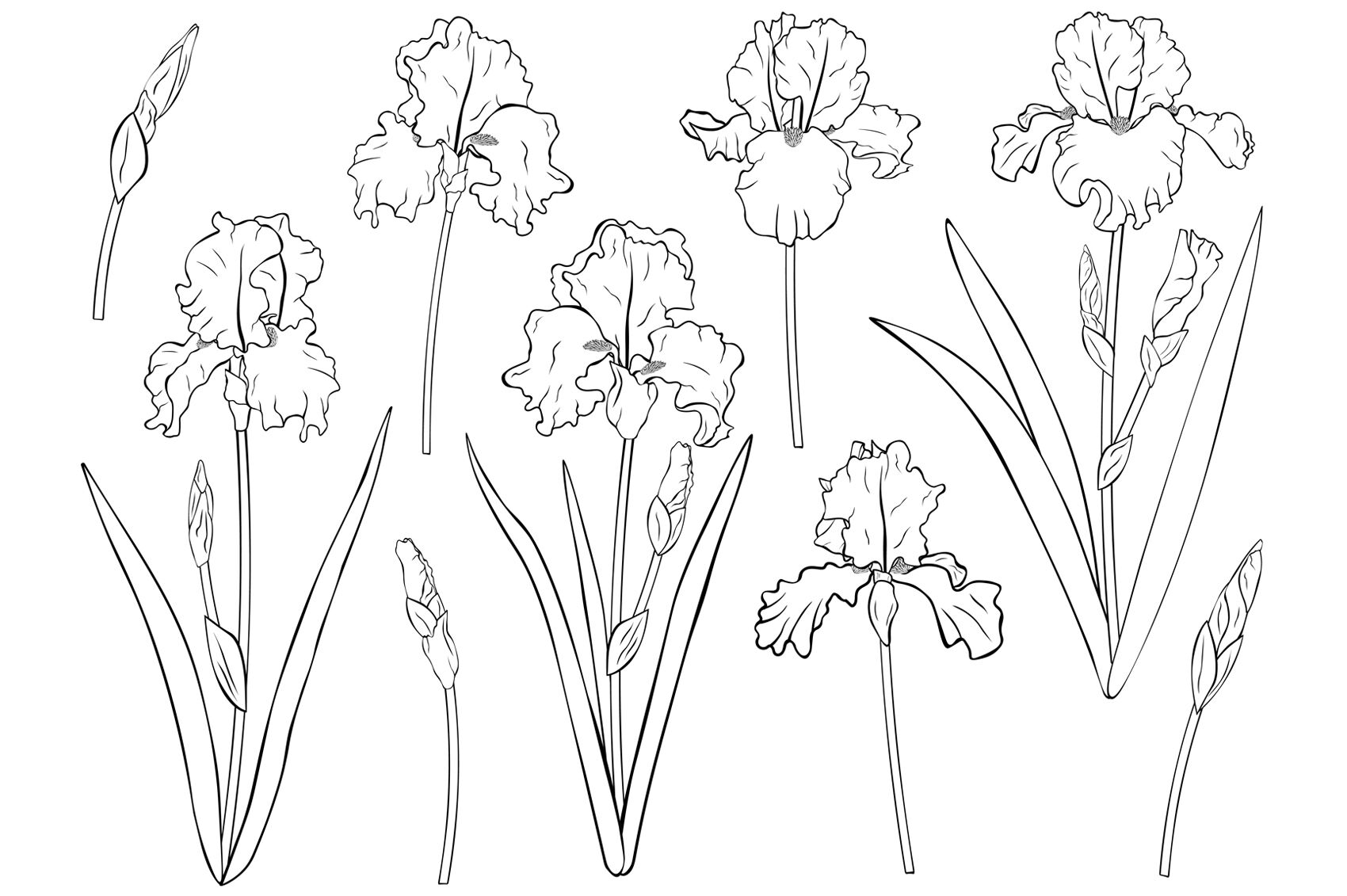 Flowers Irises graphics. Irises coloring. Flowers Irises SVG By ...