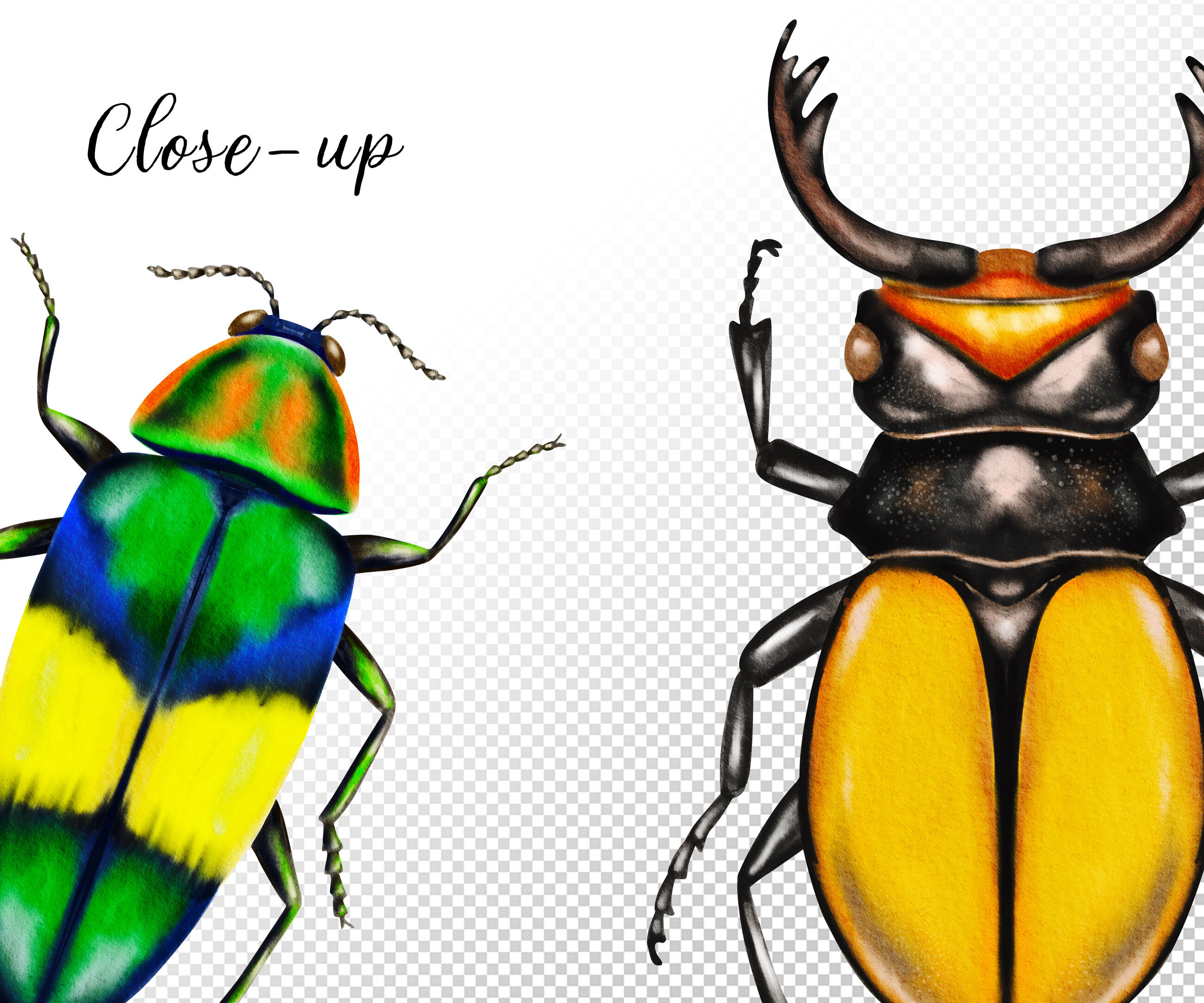 Watercolor Beetles Clipart, Bug, Insects, Bug Catching, Beetles