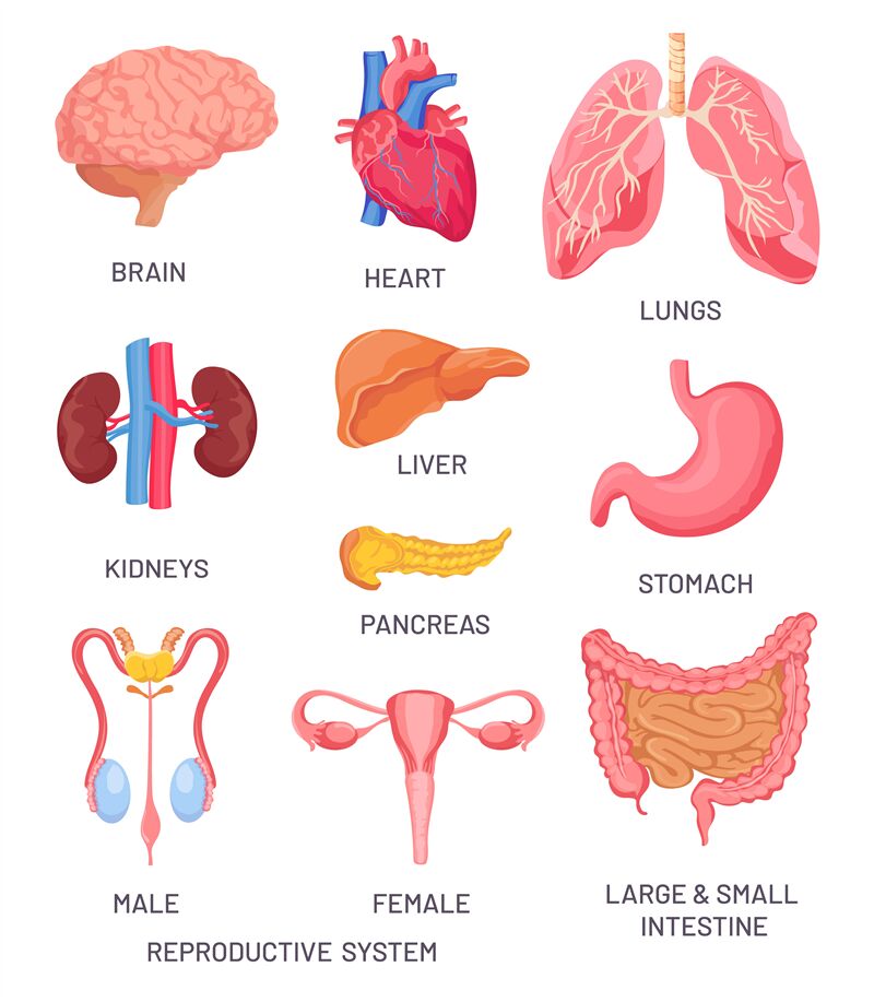 Human organs. Cartoon brain, pancreas and intestine. Male and female r By  Tartila | TheHungryJPEG