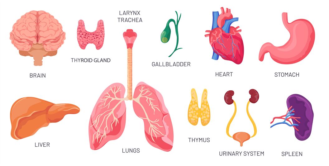internal organs of the body diagram